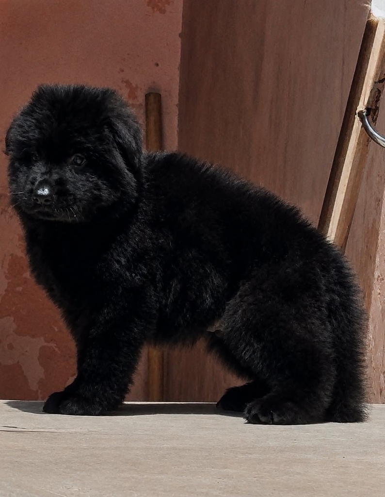 Black German Shepherd