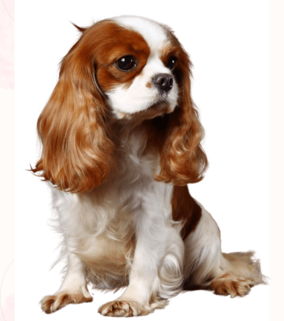 Cavalier King Charles Spaniel