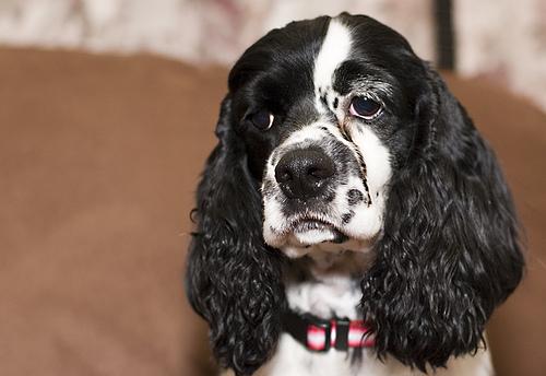 Cocker Spaniel