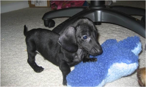 Dachshund