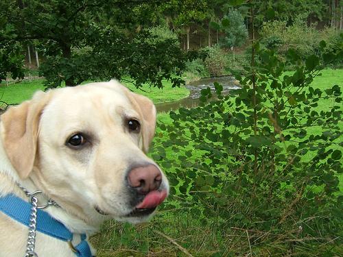 Labrador