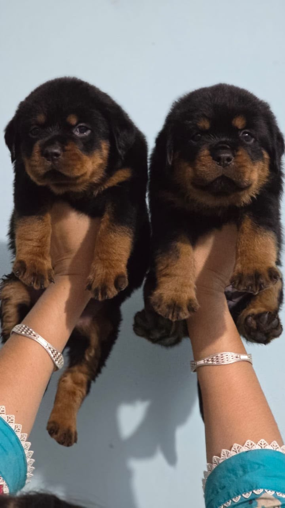 Rottweiler